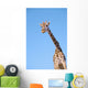 A giraffe against a blue sky;Africa Wall Mural