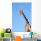 A giraffe against a blue sky;Africa Wall Mural