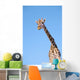 A giraffe against a blue sky;Africa Wall Mural