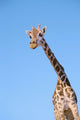 A giraffe against a blue sky;Africa Wall Mural