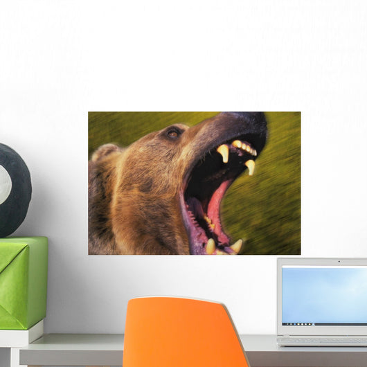 Roaring grizzly bear's face rocky mountains;United states of america Wall Mural