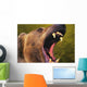 Roaring grizzly bear's face rocky mountains;United states of america Wall Mural
