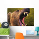 Roaring grizzly bear's face rocky mountains;United states of america Wall Mural