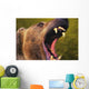 Roaring grizzly bear's face rocky mountains;United states of america Wall Mural
