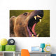 Roaring grizzly bear's face rocky mountains;United states of america Wall Mural