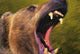 Roaring grizzly bear's face rocky mountains;United states of america Wall Mural