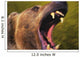 Roaring grizzly bear's face rocky mountains;United states of america Wall Mural