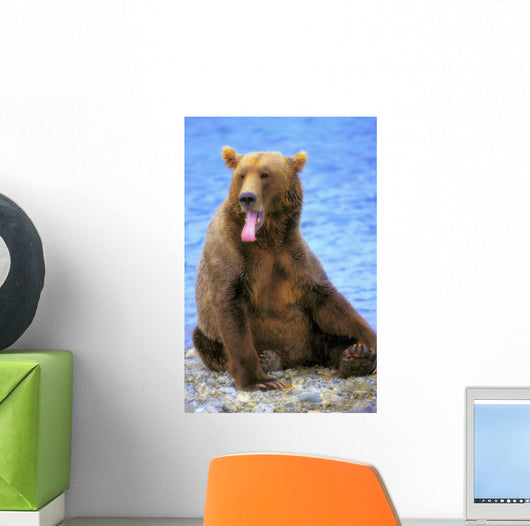 Yawning Grizzly Bear Sitting Wall Decal