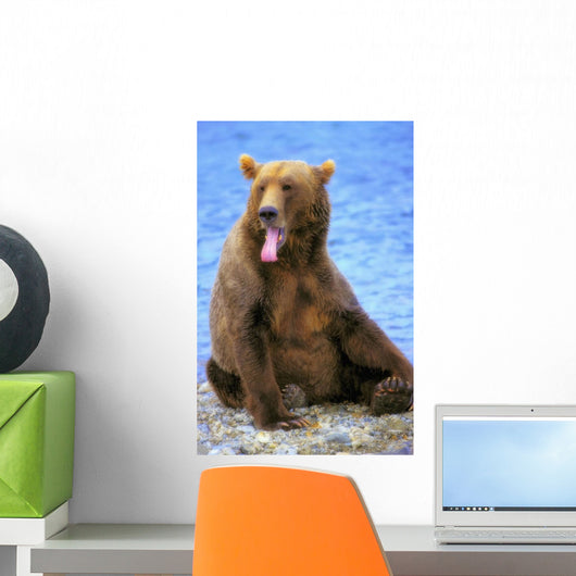 Yawning Grizzly Bear Sitting Wall Decal