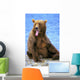 Yawning Grizzly Bear Sitting Wall Decal