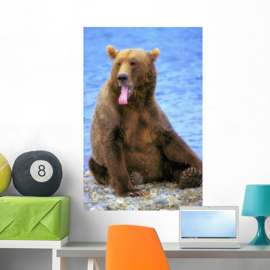 Yawning Grizzly Bear Sitting Wall Decal