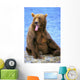 Yawning Grizzly Bear Sitting Wall Decal