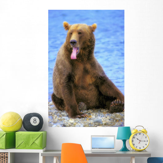 Yawning Grizzly Bear Sitting Wall Decal