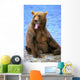 Yawning Grizzly Bear Sitting Wall Decal