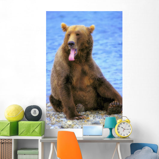 Yawning Grizzly Bear Sitting Wall Decal