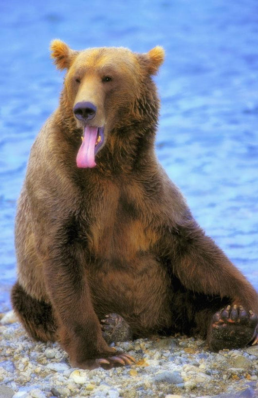 Yawning Grizzly Bear Sitting Wall Decal