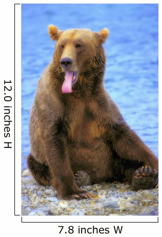 Yawning Grizzly Bear Sitting Wall Decal