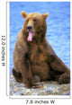 Yawning Grizzly Bear Sitting Wall Decal