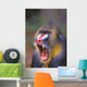 Roaring mandrill baboon;Florida united states of america Wall Mural