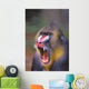 Roaring mandrill baboon;Florida united states of america Wall Mural