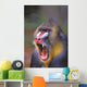 Roaring mandrill baboon;Florida united states of america Wall Mural