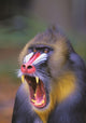 Roaring mandrill baboon;Florida united states of america Wall Mural