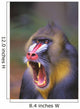Roaring mandrill baboon;Florida united states of america Wall Mural