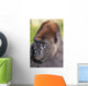 Lowland gorilla;Florida united states of america Wall Mural