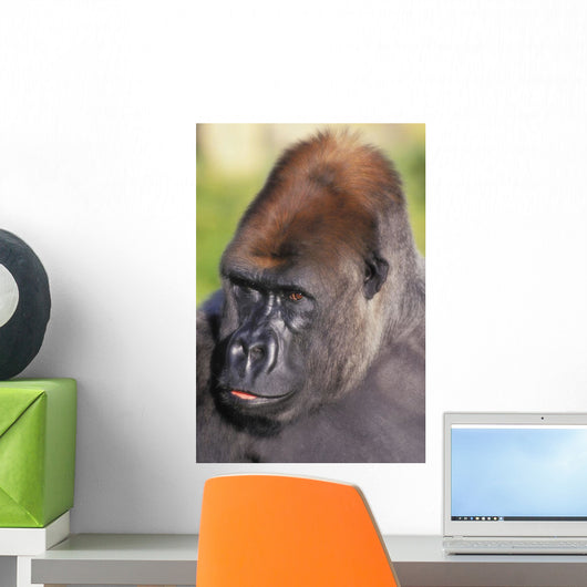 Lowland gorilla;Florida united states of america Wall Mural