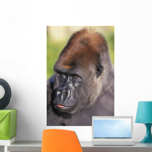 Lowland gorilla;Florida united states of america Wall Mural