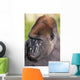 Lowland gorilla;Florida united states of america Wall Mural