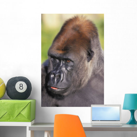 Lowland gorilla;Florida united states of america Wall Mural