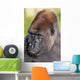 Lowland gorilla;Florida united states of america Wall Mural