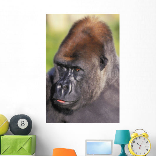 Lowland gorilla;Florida united states of america Wall Mural