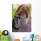 Lowland gorilla;Florida united states of america Wall Mural