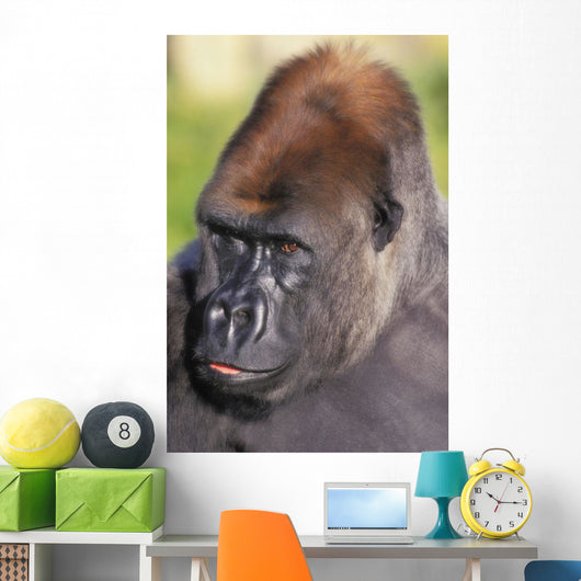 Lowland gorilla;Florida united states of america Wall Mural