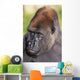 Lowland gorilla;Florida united states of america Wall Mural