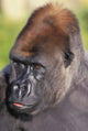 Lowland gorilla;Florida united states of america Wall Mural