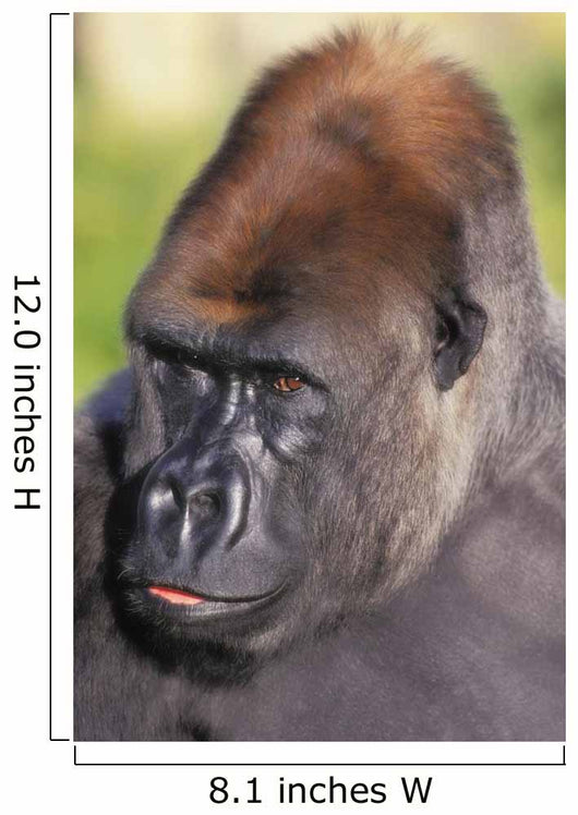 Lowland gorilla;Florida united states of america Wall Mural