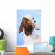 Goat;British columbia canada Wall Mural