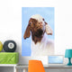 Goat;British columbia canada Wall Mural