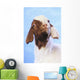 Goat;British columbia canada Wall Mural