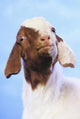 Goat;British columbia canada Wall Mural