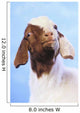Goat;British columbia canada Wall Mural