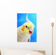 Cockatiel ;Vancouver canada Wall Mural