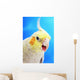 Cockatiel ;Vancouver canada Wall Mural