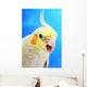 Cockatiel ;Vancouver canada Wall Mural