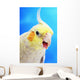 Cockatiel ;Vancouver canada Wall Mural