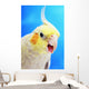 Cockatiel ;Vancouver canada Wall Mural