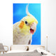 Cockatiel ;Vancouver canada Wall Mural